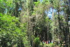 Bali-Foresta