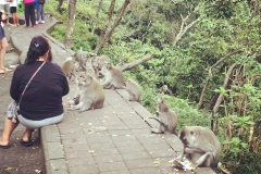 Bali-Monkey-forest