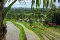 Bali-Risaie