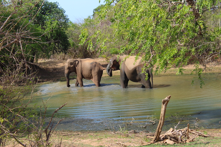 Sri-Lanka-elefanti-a-Yala-National-park3