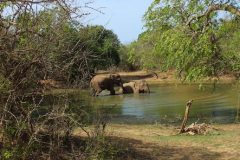 Sri-Lanka-elefanti-a-Yala-National-park2-e1573128055524