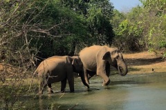 Sri-lanka-elefanti-a-Yala-National-park1